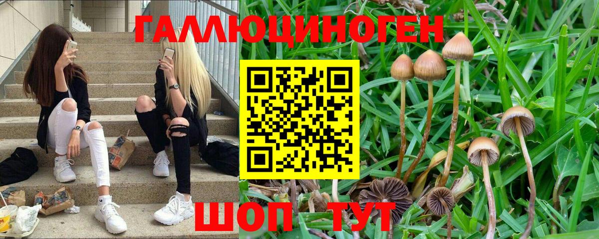 Галлюциногенные грибы MAGIC MUSHROOMS  Вход с VPN  Можга  Галлюциногенные грибы Psilocybe 